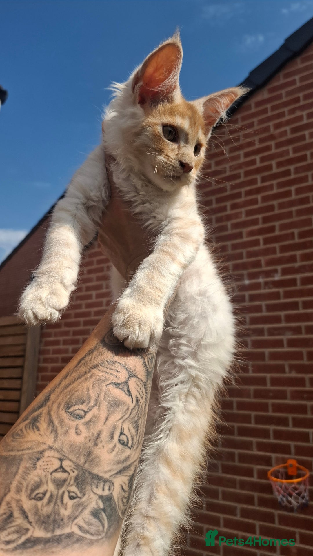 Maine Coon cats for sale: Pedigree Maine Coon kittens  - Image 1