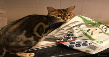 Bengal cats - Advert 13