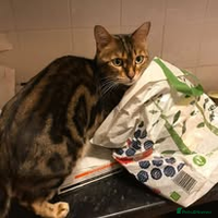 Bengal cats - Advert 14
