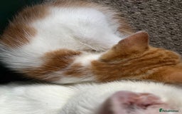 Mixed Breed cats for sale: Mixed litter  - Image 17