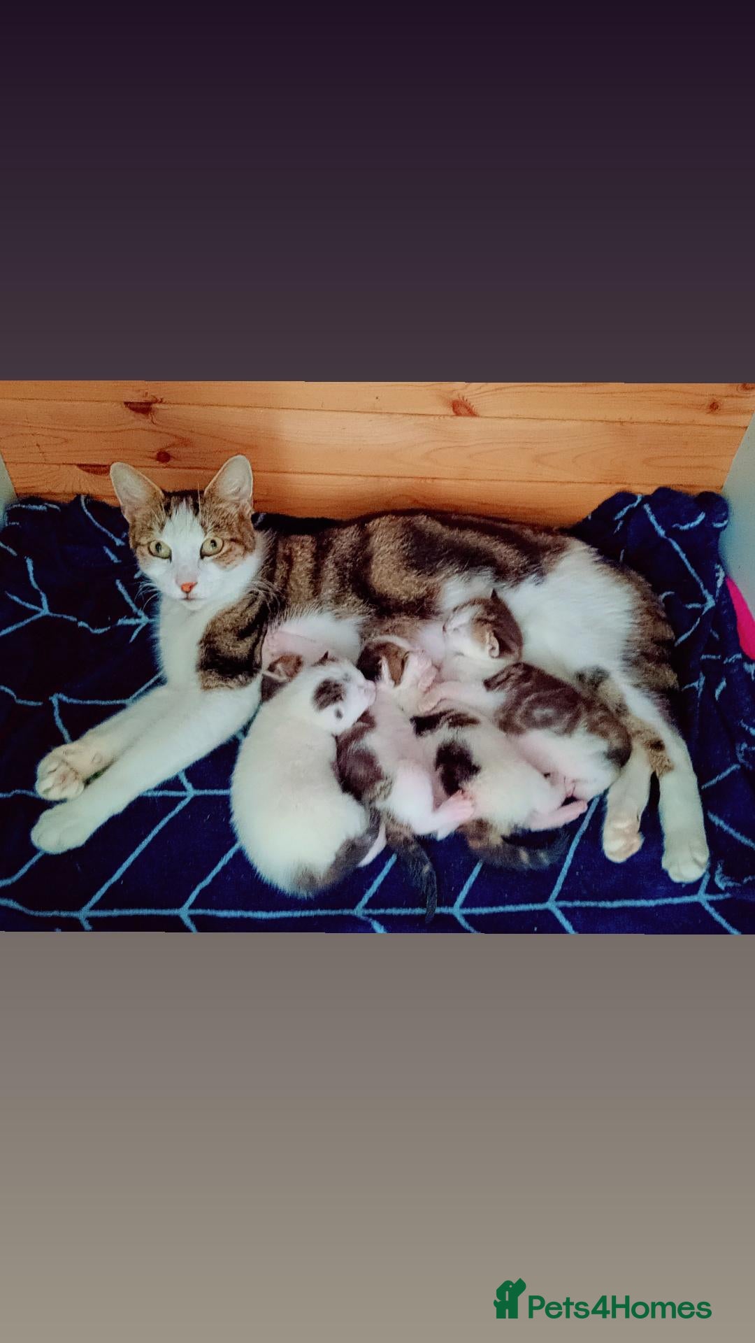 Brazilian Shorthair cats Beautiful kittens for sale  - Advert 15