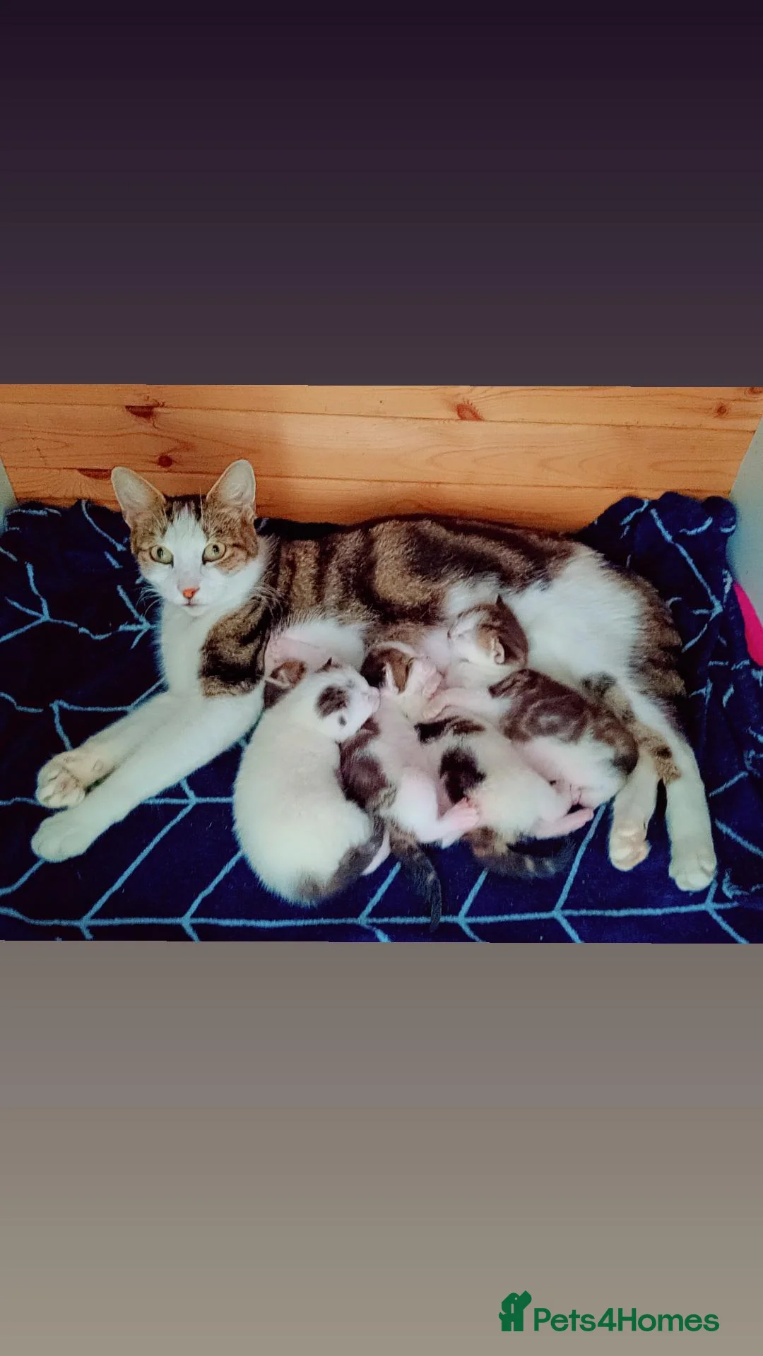 Brazilian Shorthair cats for sale: Beautiful kittens for sale  - Advert 1