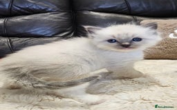 Ragdoll cats for sale: Stunning ragdoll kittens  - Advert 8