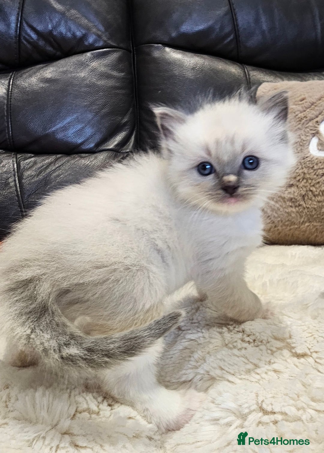 Ragdoll cats for sale: Stunning ragdoll kittens  - Advert 8