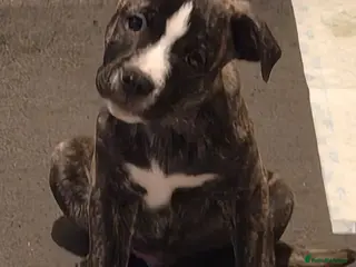 Mixed Breed dogs cane course + staffy - Advert 15