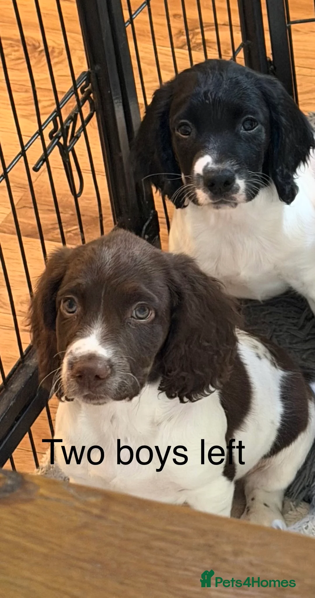 English Springer Spaniel dogs for sale: KC Registered Working Springer Spaniel Puppies - Advert 1