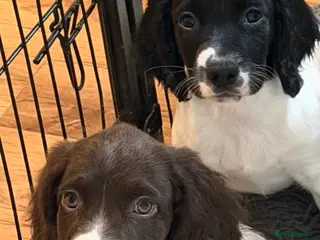 English Springer Spaniel dogs KC Registered Working Springer Spaniel Puppies - Advert 1