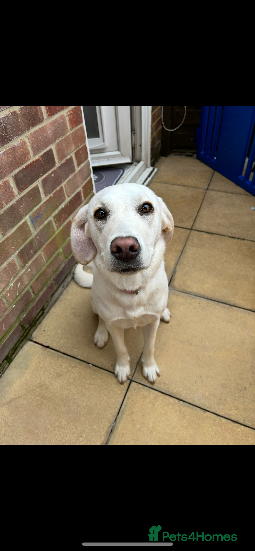 Labrador Retriever dogs for sale: Our beautiful Maggie is having babies 🐾 - Image 1