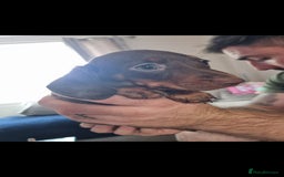Dachshund dogs for sale: 4 beautiful miniature dachshunds. - Image 9