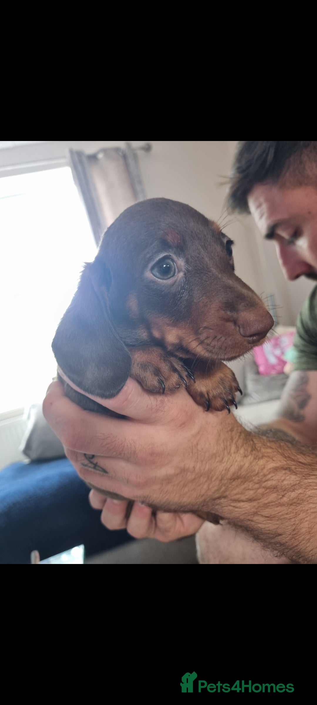 Dachshund dogs for sale: 4 beautiful miniature dachshunds. - Image 9
