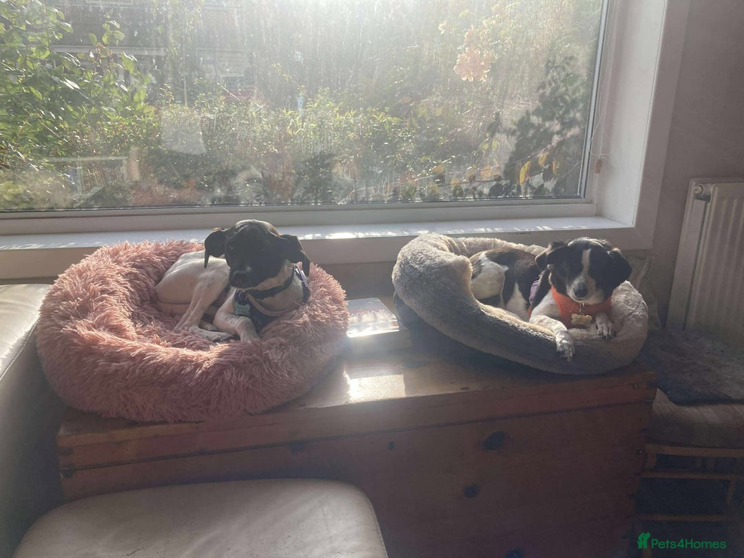 Mixed Breed dogs for adoption: STELLA-1 YR OLD, SMALL, PRETTY, CYPRUS SPECIAL MIX - Image 13