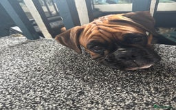Boxer dogs for sale: Beautiful girl deserves the world 8 months old - Image 7