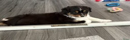 Australian Shepherd dogs for sale: Mrs Scanlan - Advert 3