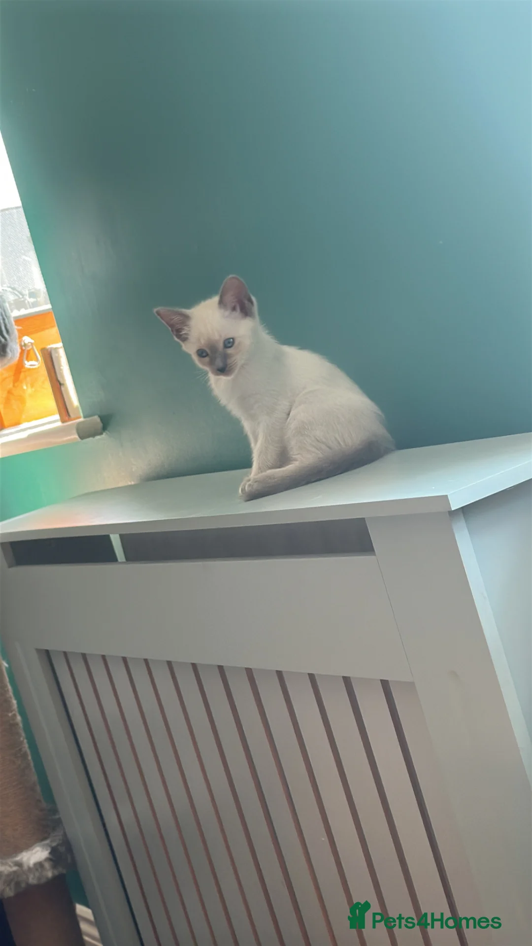 Siamese cats for sale: Siamese kittens - Advert 2