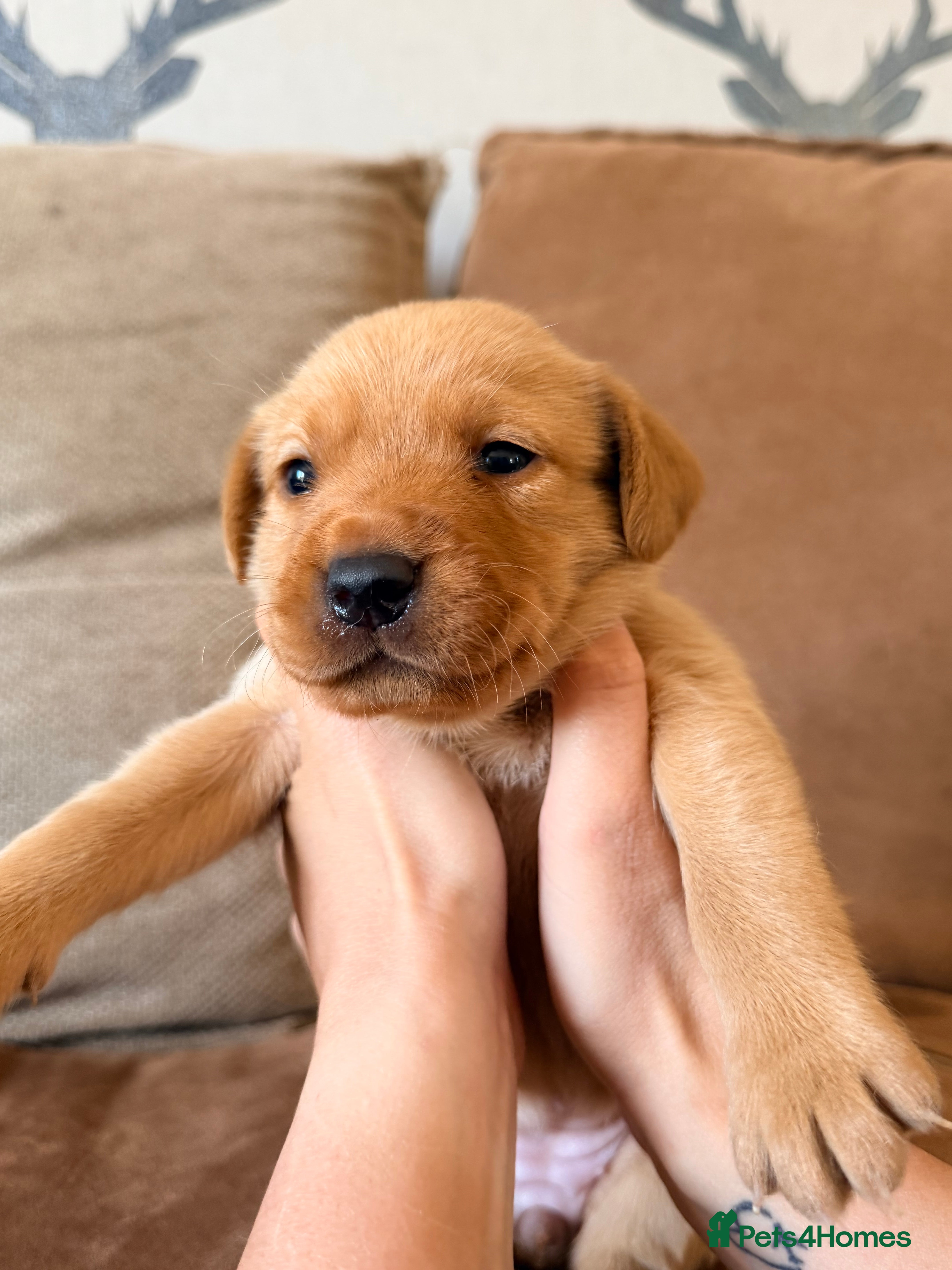Labrador Retriever dogs Stunning fox red KC Labrador puppies  - Advert 2