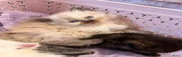 Mixed Breed cats for sale: 6 ragdoll x Persian kittens - Advert 4