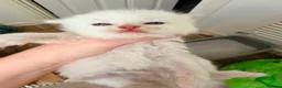 Ragdoll cats for sale: 3 tica reg ragdolls  - Advert 21