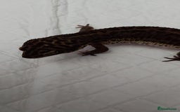 Leopard Gecko reptiles for sale: Three stunning leopard geckos for sale in Hinckley - Image 6