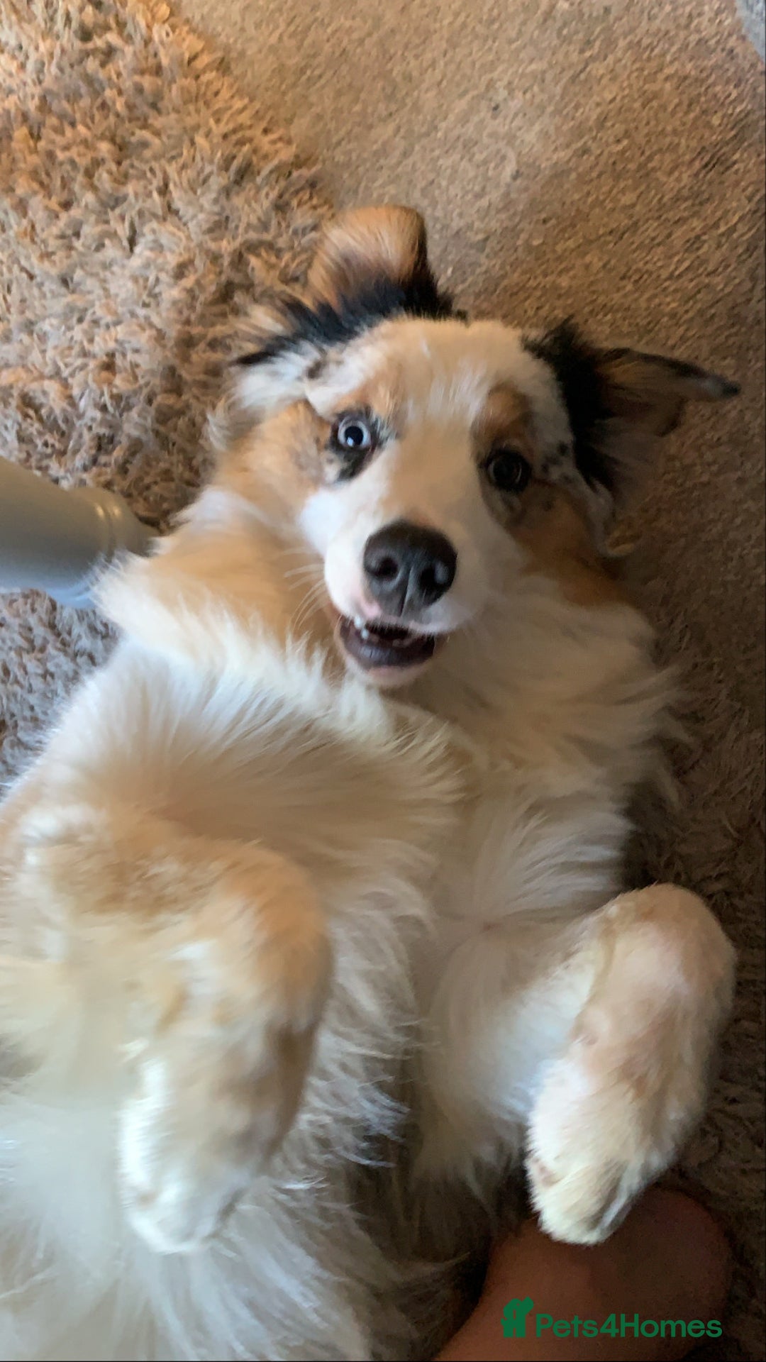 Australian Shepherd dogs for sale: Beautiful Australian Shepherd looking for new home - Image 10