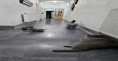British Shorthair cats - Advert 3
