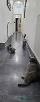 British Shorthair cats - Advert 9