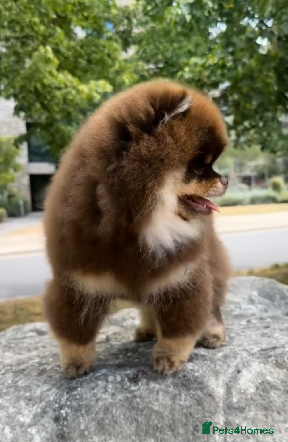Pomeranian dogs for stud: Stunning Chocolate Tan Pomeranian Import 3kg - Advert 6