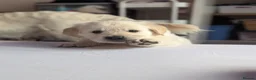 Golden Retriever dogs for sale: Bella’s Golden Gems 7 Gorgeous Puppies Coming Soon - Advert 10