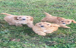 Cockapoo dogs for sale: Cockapoo puppies for sale - Image 1