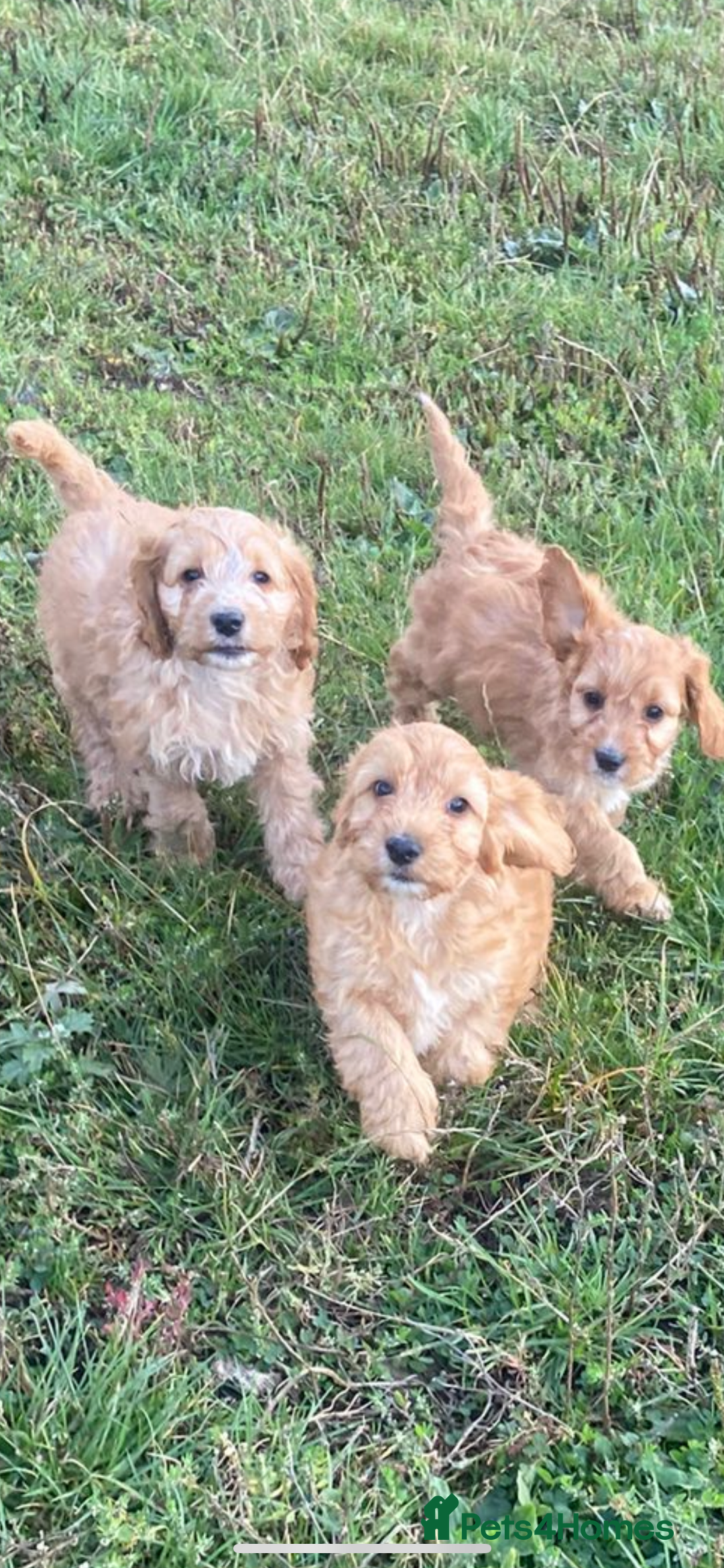 Cockapoo dogs for sale: Cockapoo puppies for sale - Image 1