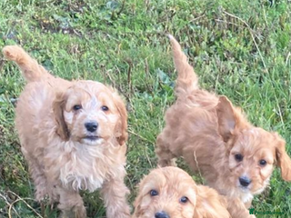 Cockapoo dogs - Advert 6