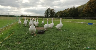 Geese poultry - Advert 8