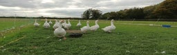 Geese poultry for sale: Large-strain Embden Geese-varying ages 2025 hatch - Advert 3