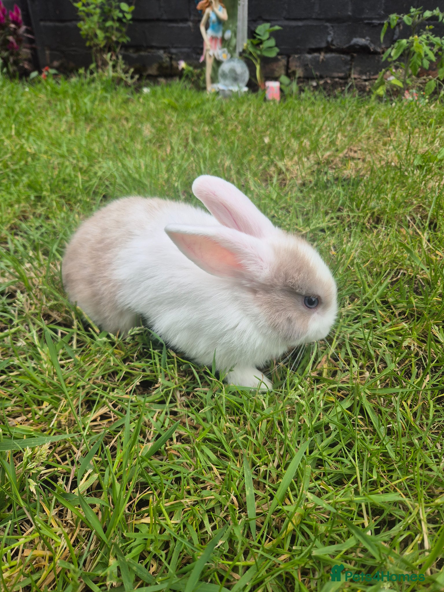 Mixed Breed rabbits Baby bunnies 1 left - Advert 18
