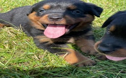 Rottweiler dogs for sale: KC Registered Rottweiler Puppies - Image 3