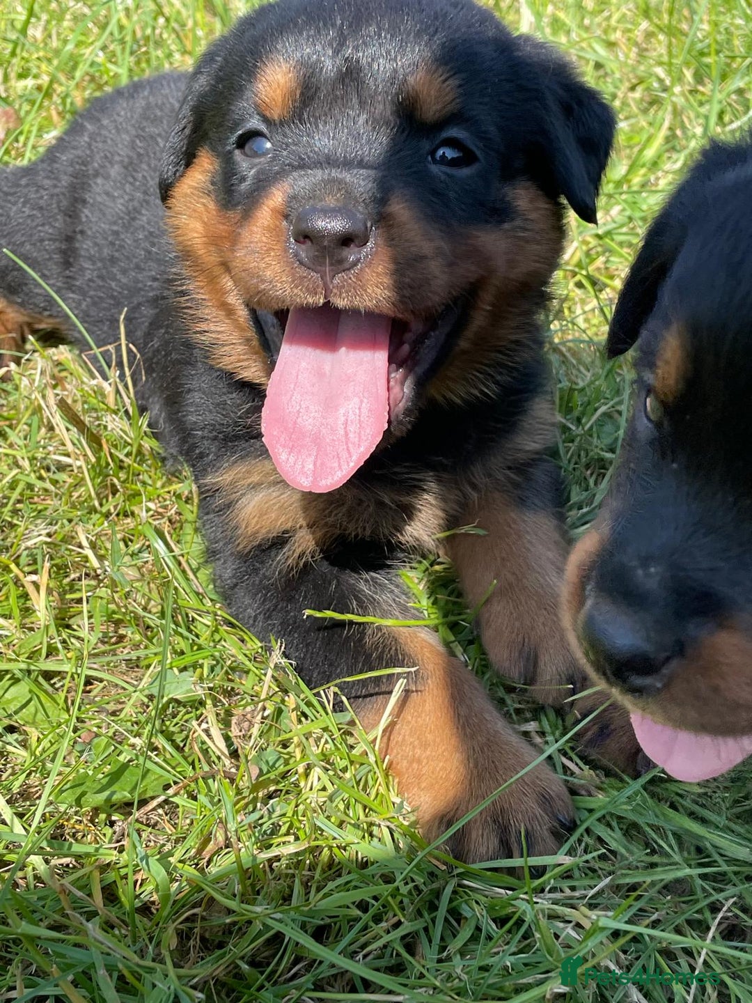 Rottweiler dogs for sale: KC Registered Rottweiler Puppies - Image 3