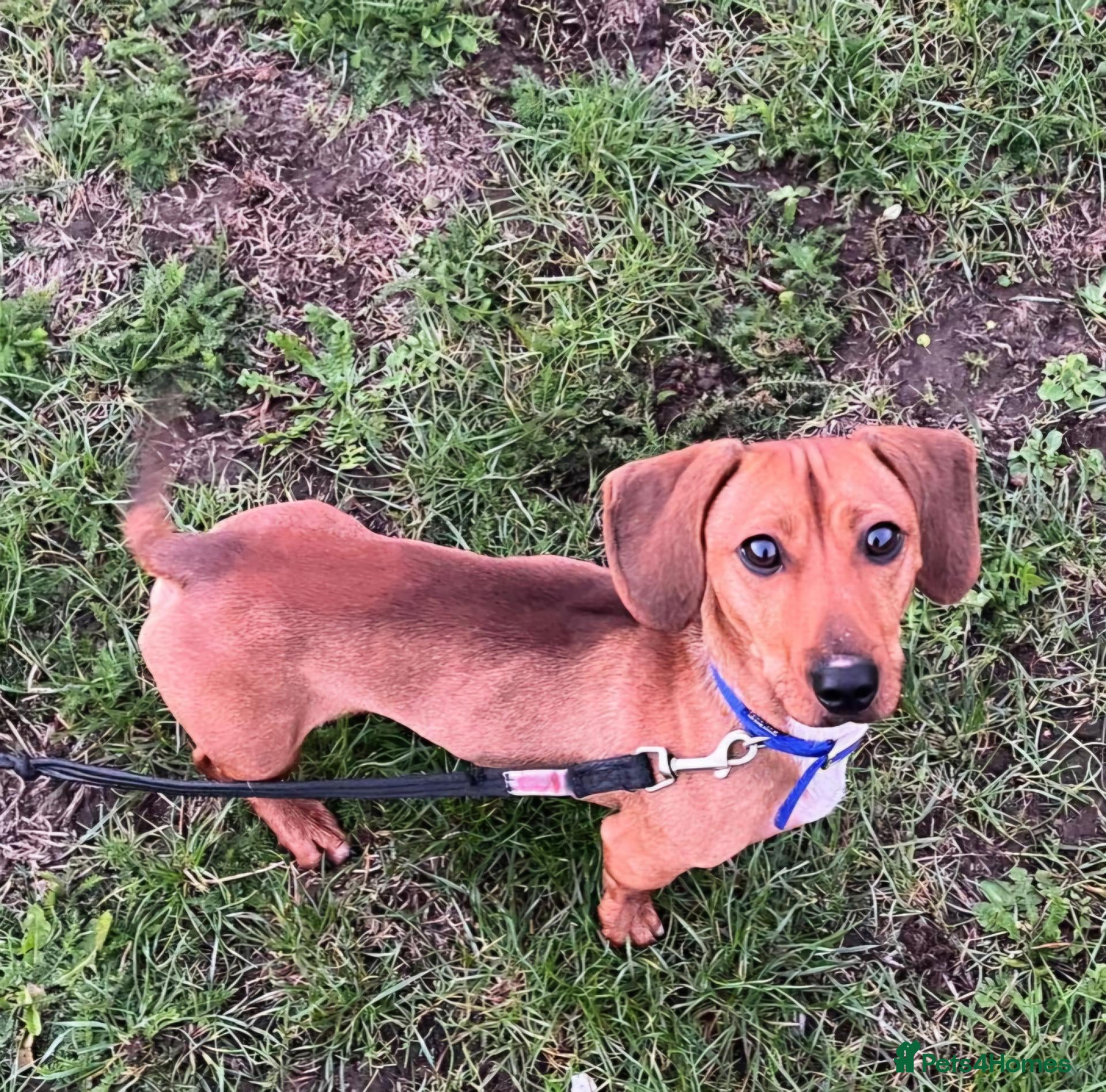 Miniature Dachshund dogs for adoption: Gorgeous Dachshund For Adoption - Advert 1
