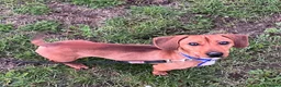 Miniature Dachshund dogs for adoption: Gorgeous Dachshund For Adoption - Advert 1