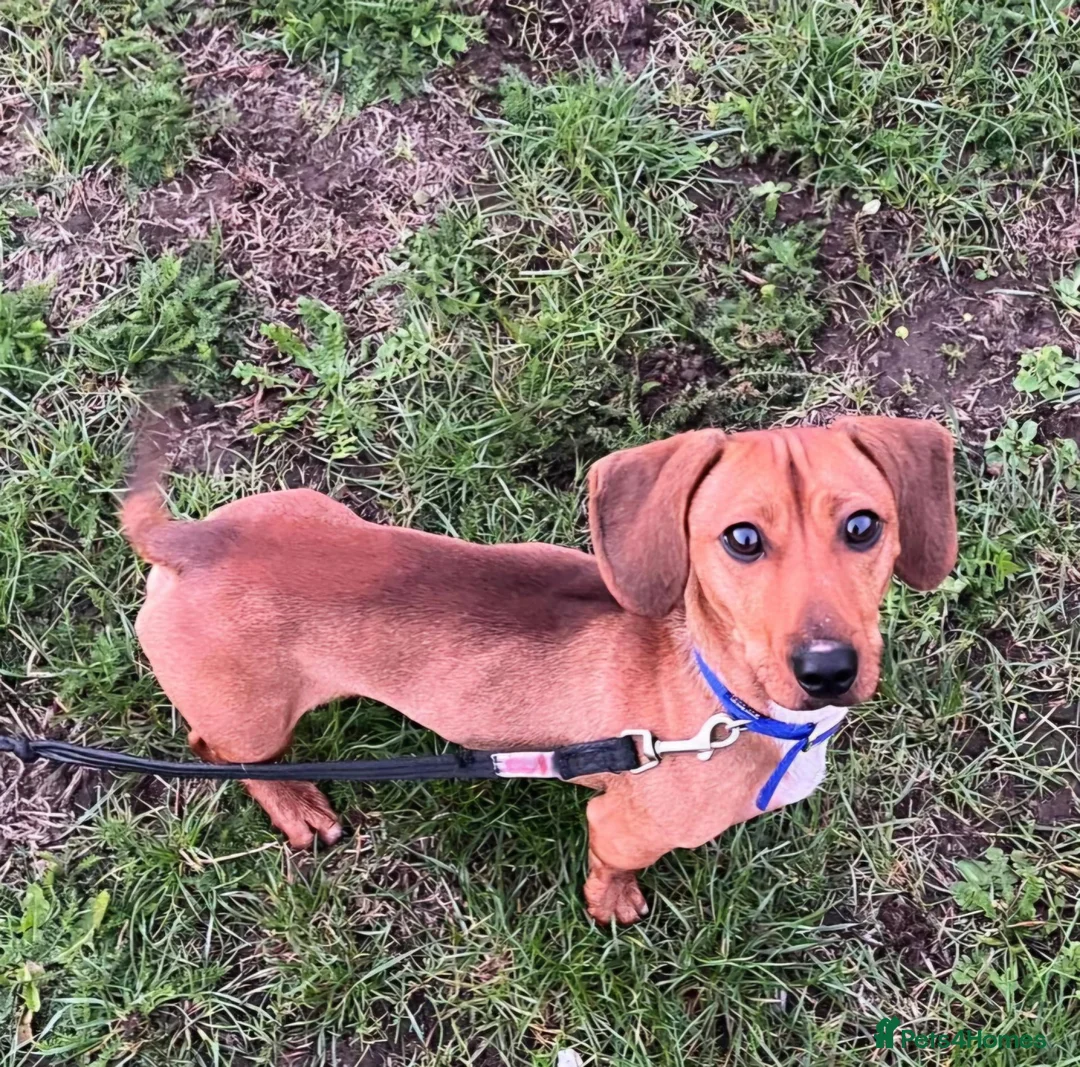 Miniature Dachshund dogs for adoption: Gorgeous Dachshund For Adoption - Advert 1