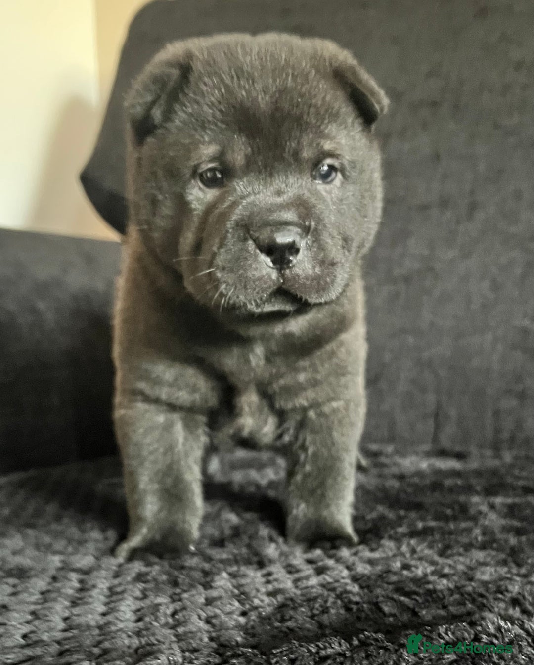 Mixed Breed dogs for sale: ChowPei Pups  - Advert 14