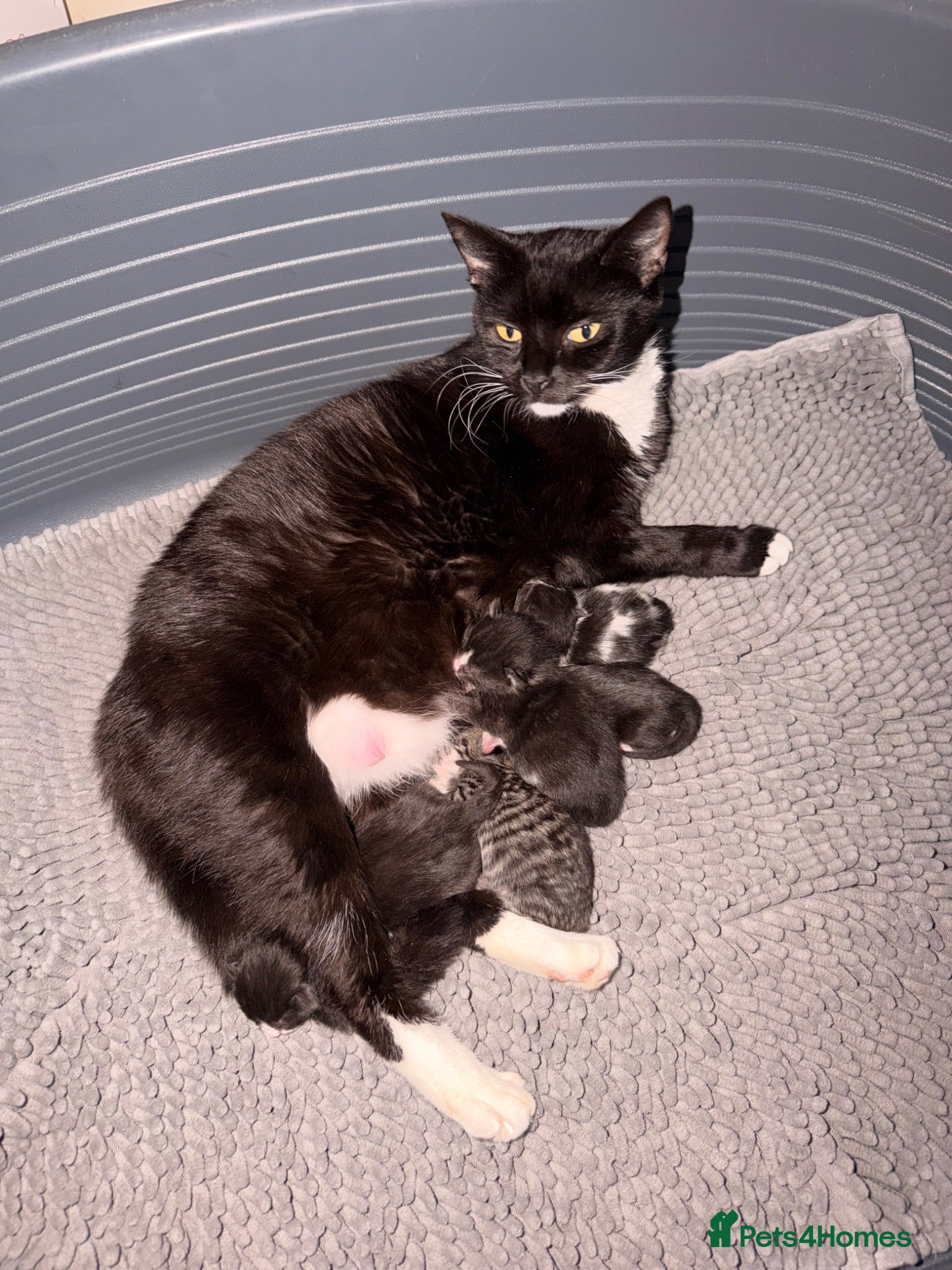 Mixed Breed cats Kittens  - Advert 6