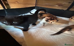 Mixed Breed cats for sale: Baby kittens for sale - Image 14