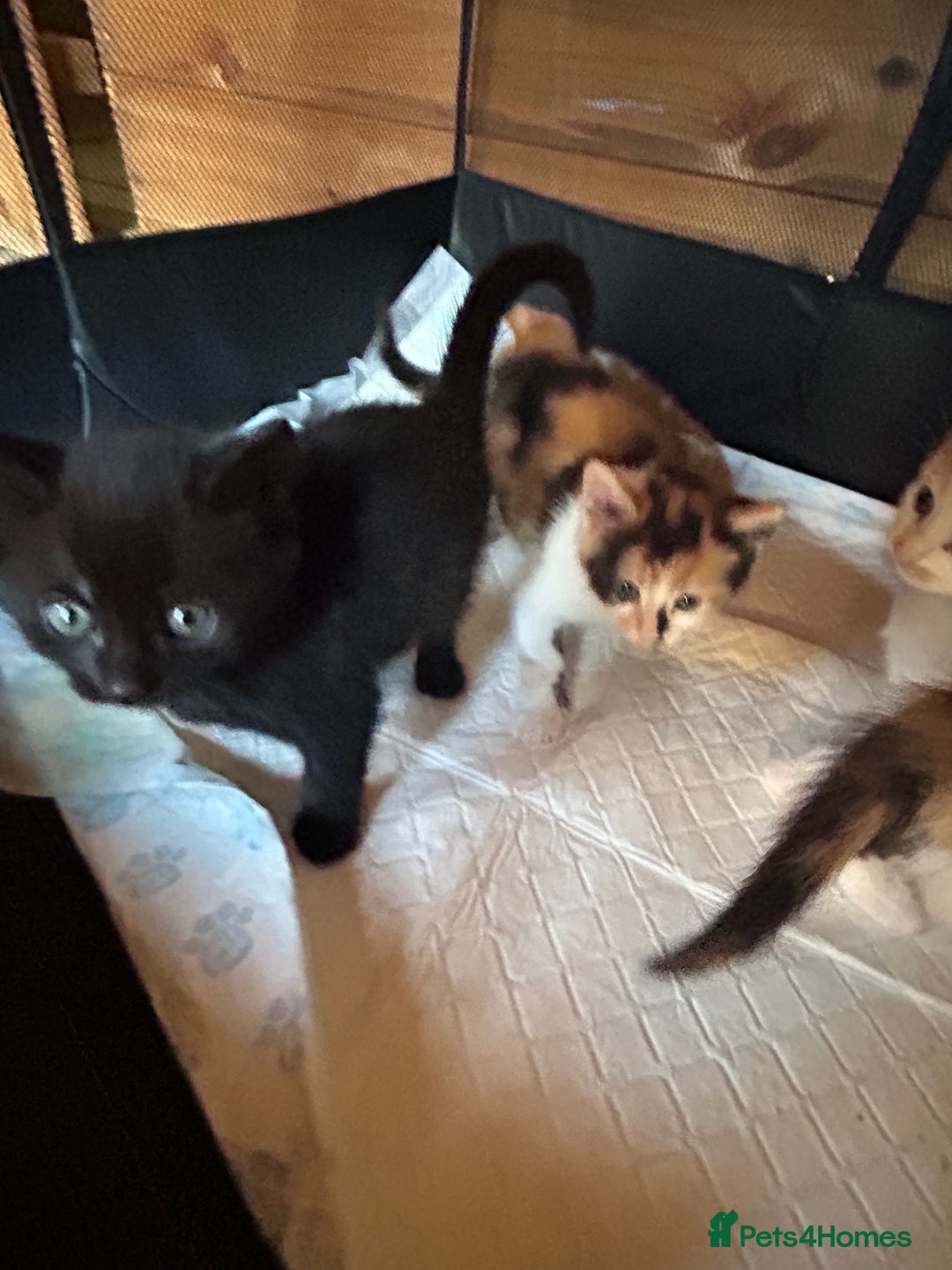 Mixed Breed cats for sale: Baby kittens for sale - Image 14