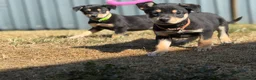 Australian Kelpie dogs for sale: Pure Bred Kelpie pups - Advert 23