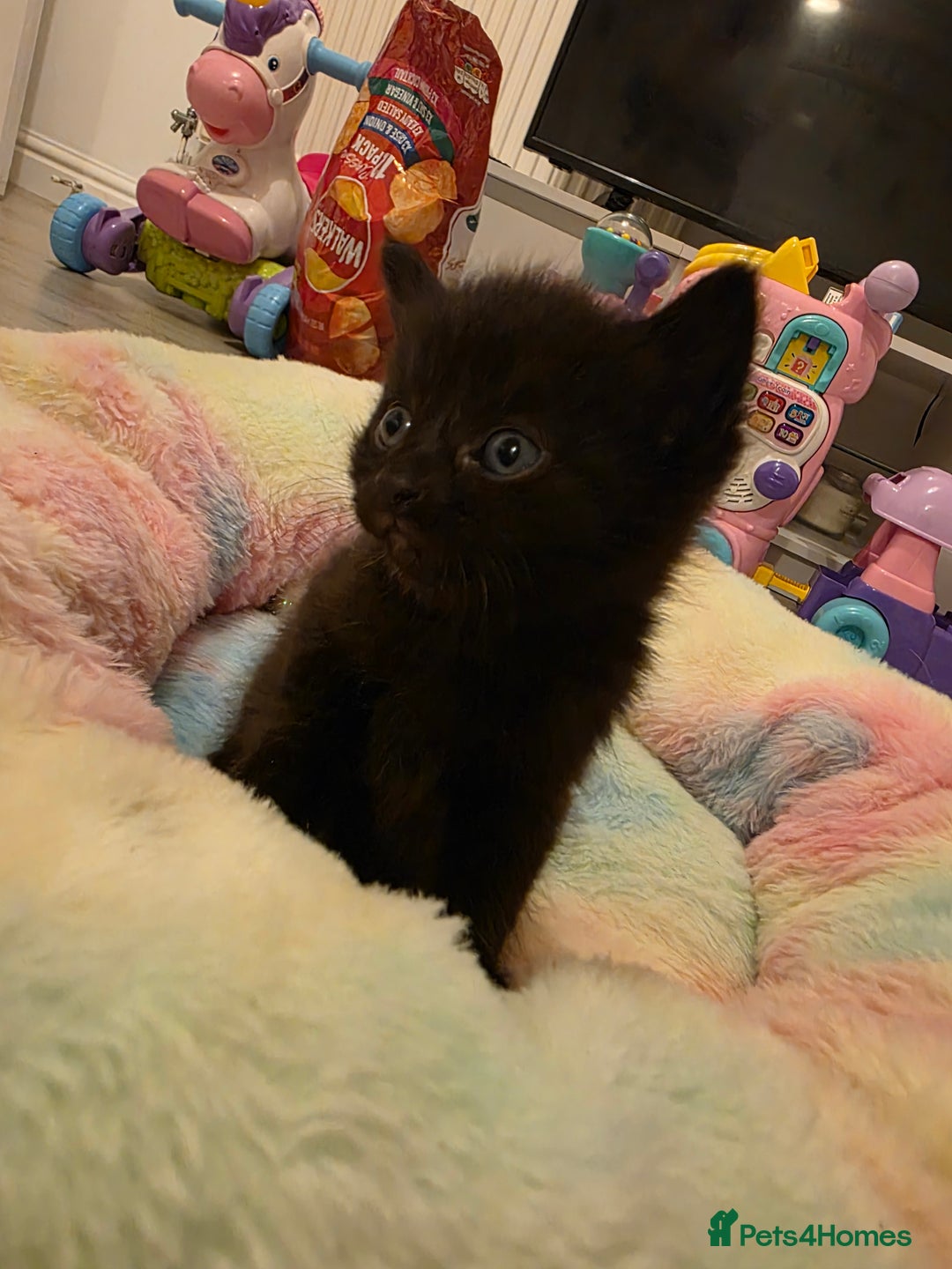 Mixed Breed cats for sale: Beautiful kittens - Advert 11