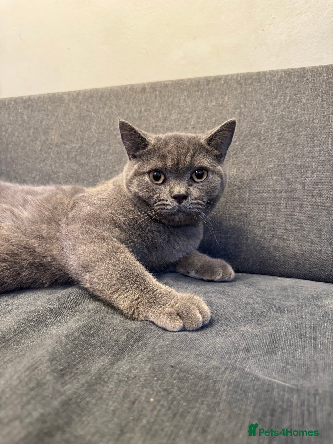 British Shorthair cats for sale: BSH KITTENS. READY NOW. AVAILABLE FOR BREEDING. in London - Image 25