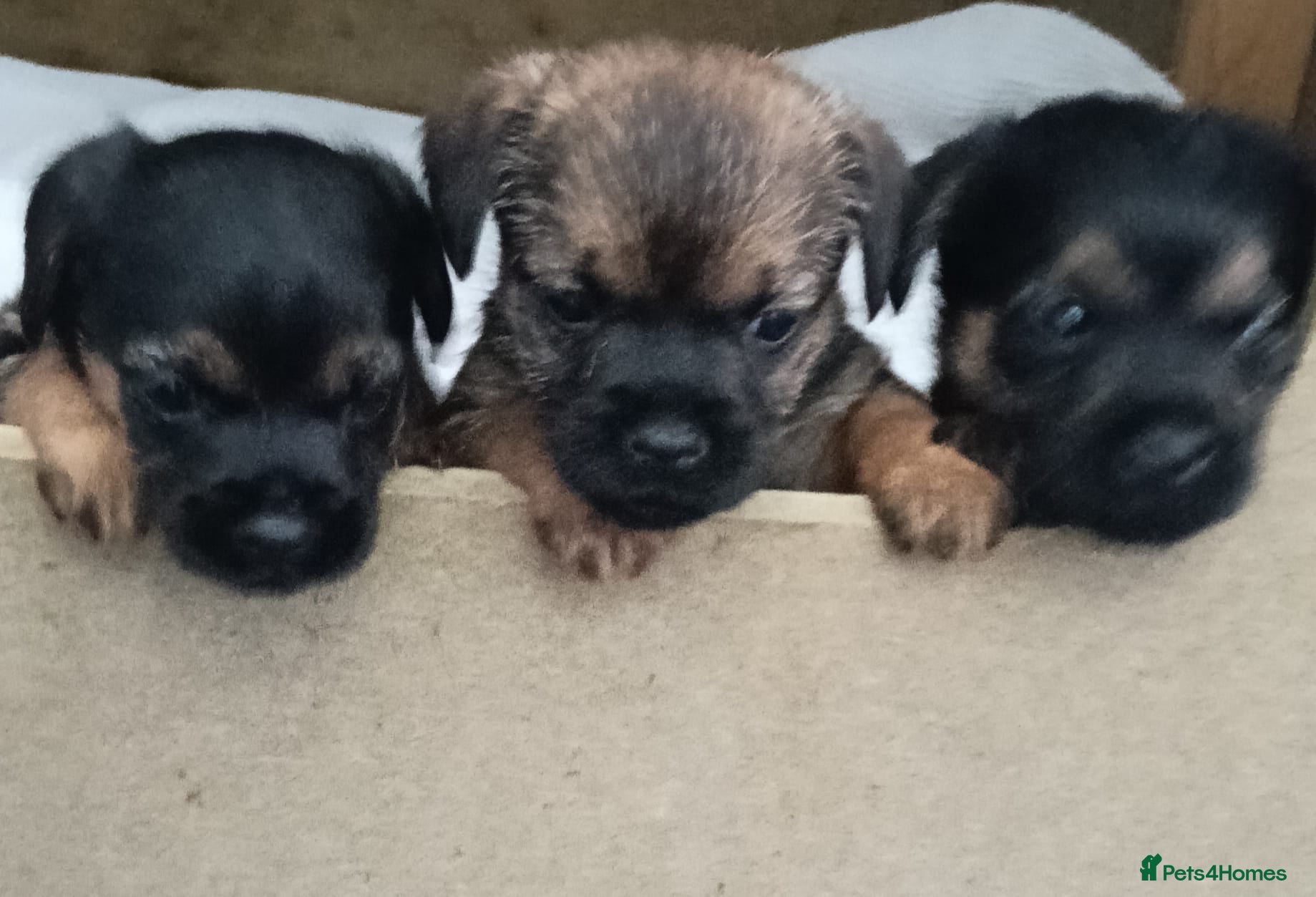 Border Terrier dogs Border terriers - Advert 12
