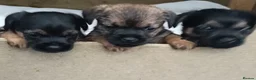 Border Terrier dogs for sale: Border terriers - Advert 1