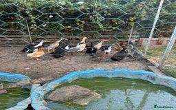 Ducks poultry for sale: Runner x Cayuga Ducks - Image 3