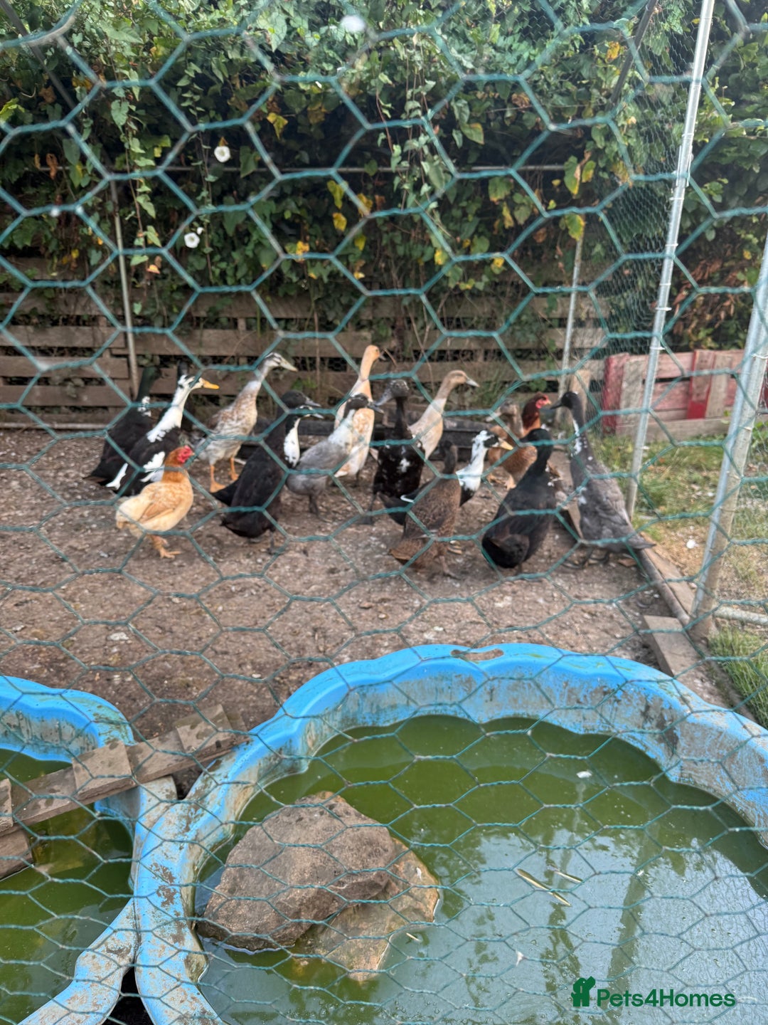 Ducks poultry for sale: Runner x Cayuga Ducks - Image 3