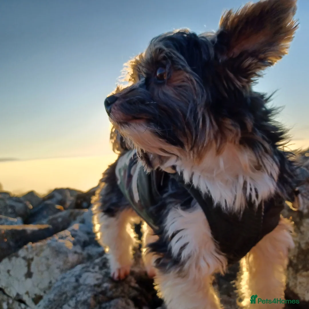 Yorkshire Terrier dogs for stud: Purebred BiewerTerrier/ColourfulYorkie Proven Stud in Merthyr Tydfil - Advert 36